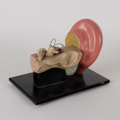 antiques, objects, antique objects, ancient objects, ancient Italian objects, antique objects, neoclassical objects, objects from the 19th century, Anatomical Model of the Ear%, Anatomical Model of the Ear