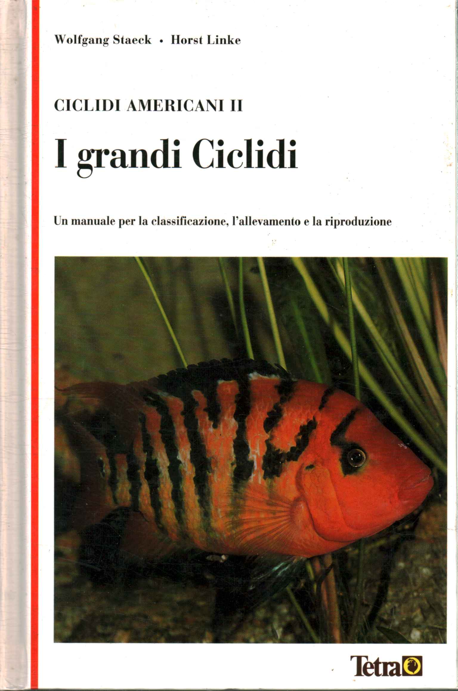 Les grands cichlidés