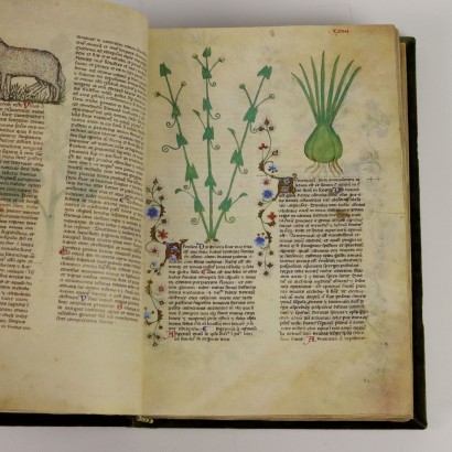 Bibliothèque Historia Plantarum Casanatense