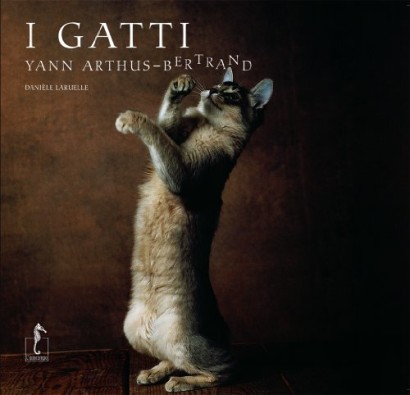 I Gatti