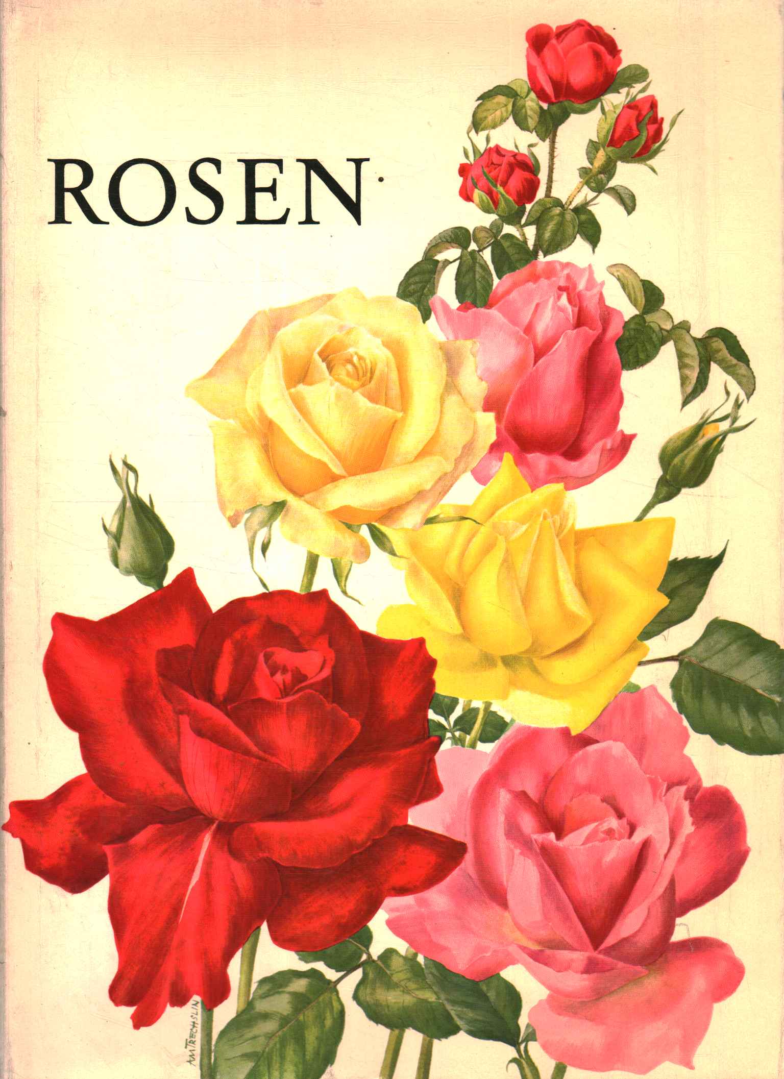 rosa