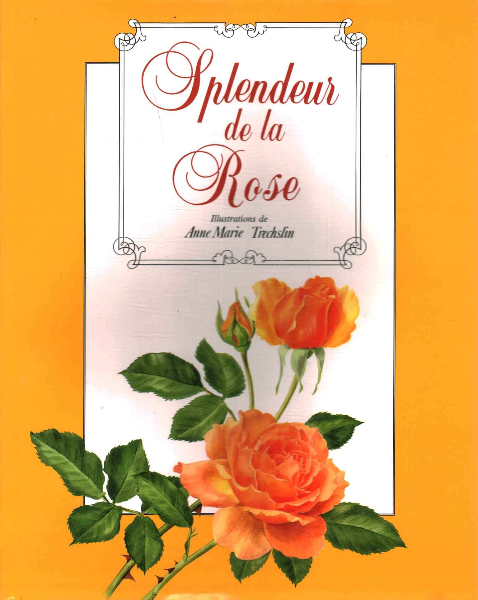 Splendor of the Rose