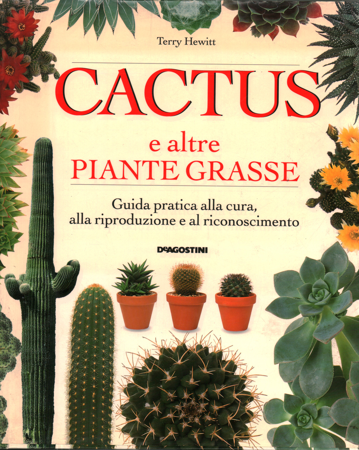 Cactus y otras plantas suculentas, s.una.