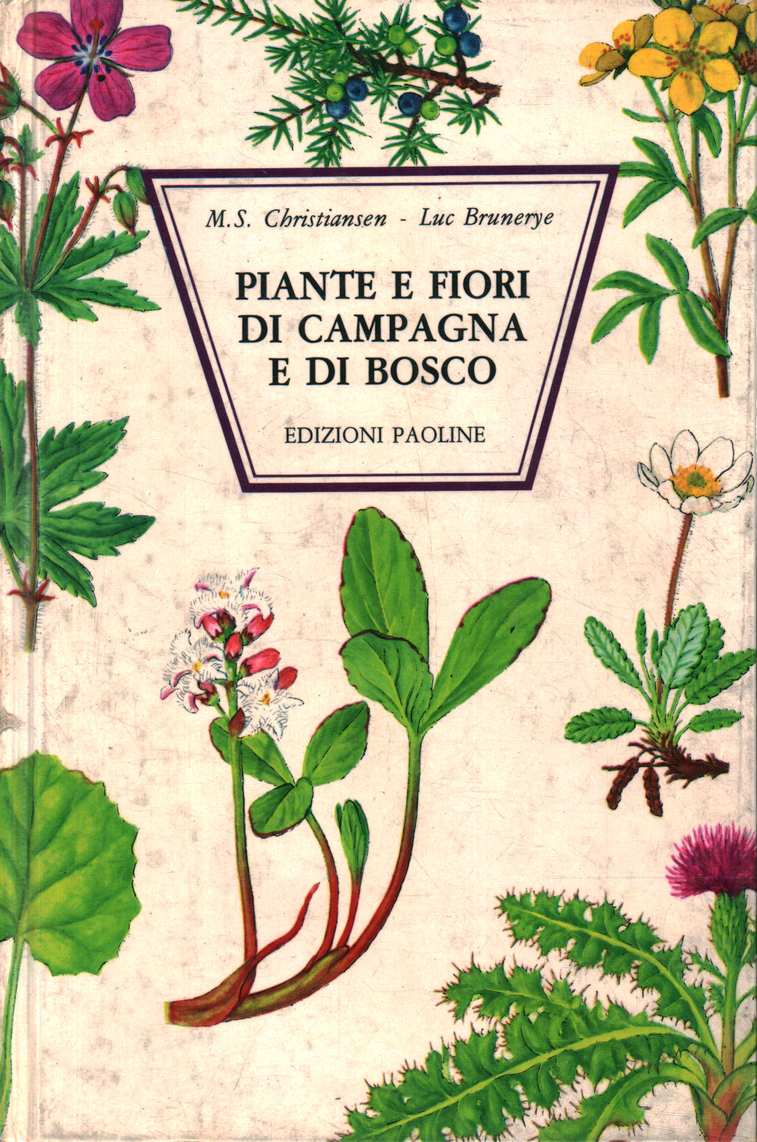 Piante e fiori di campagna e di bosc