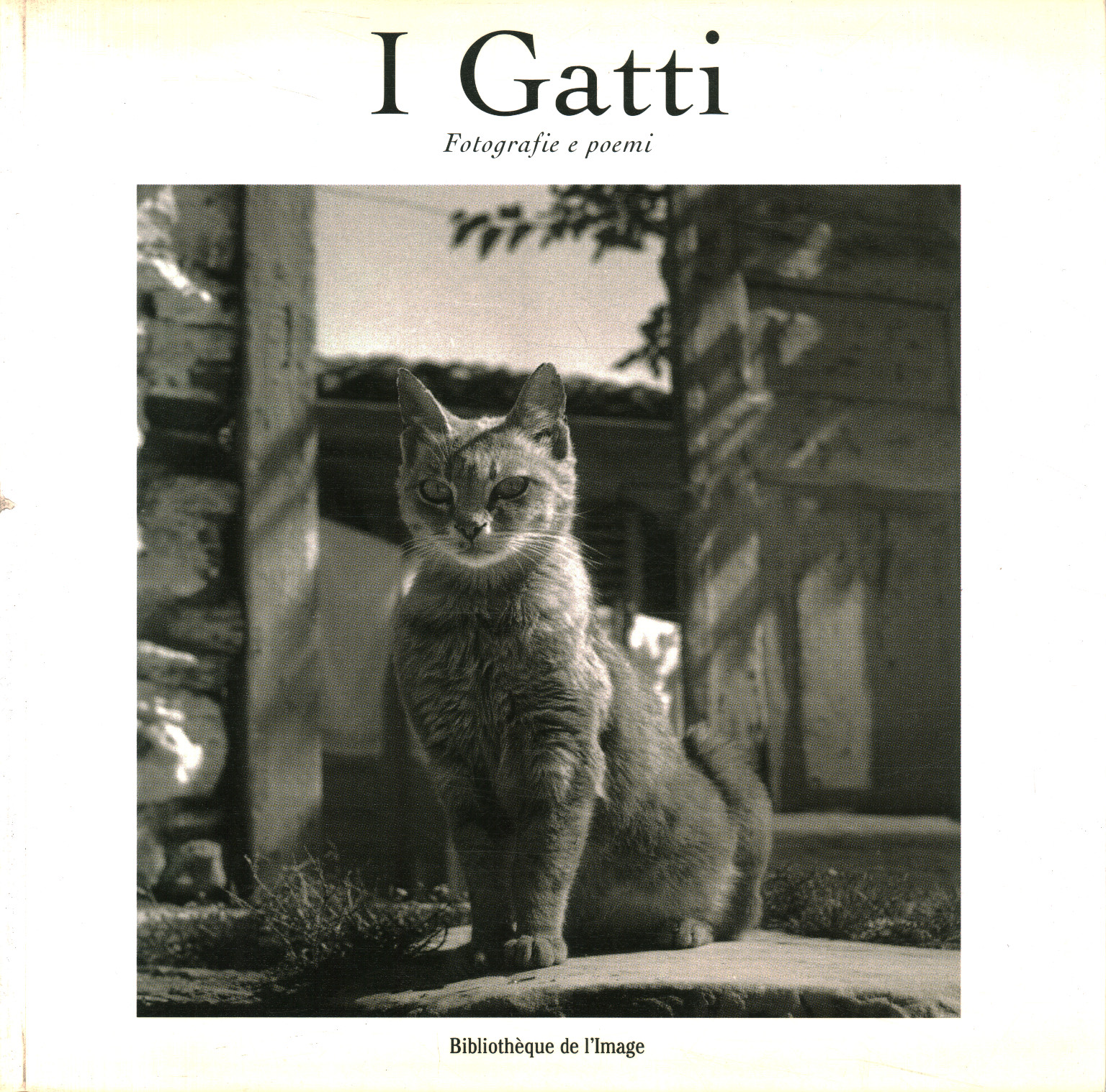 I Gatti